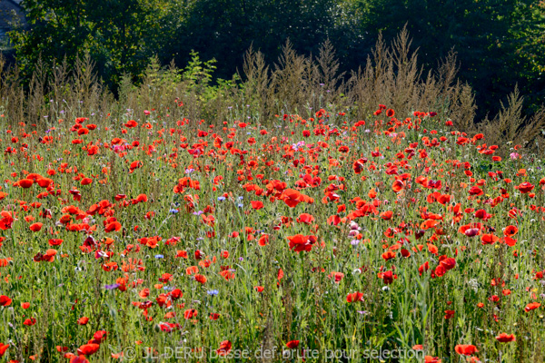 paysage
coquelicots